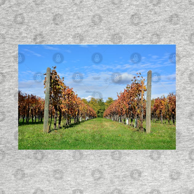 Autumnal Grape Vines by jojobob